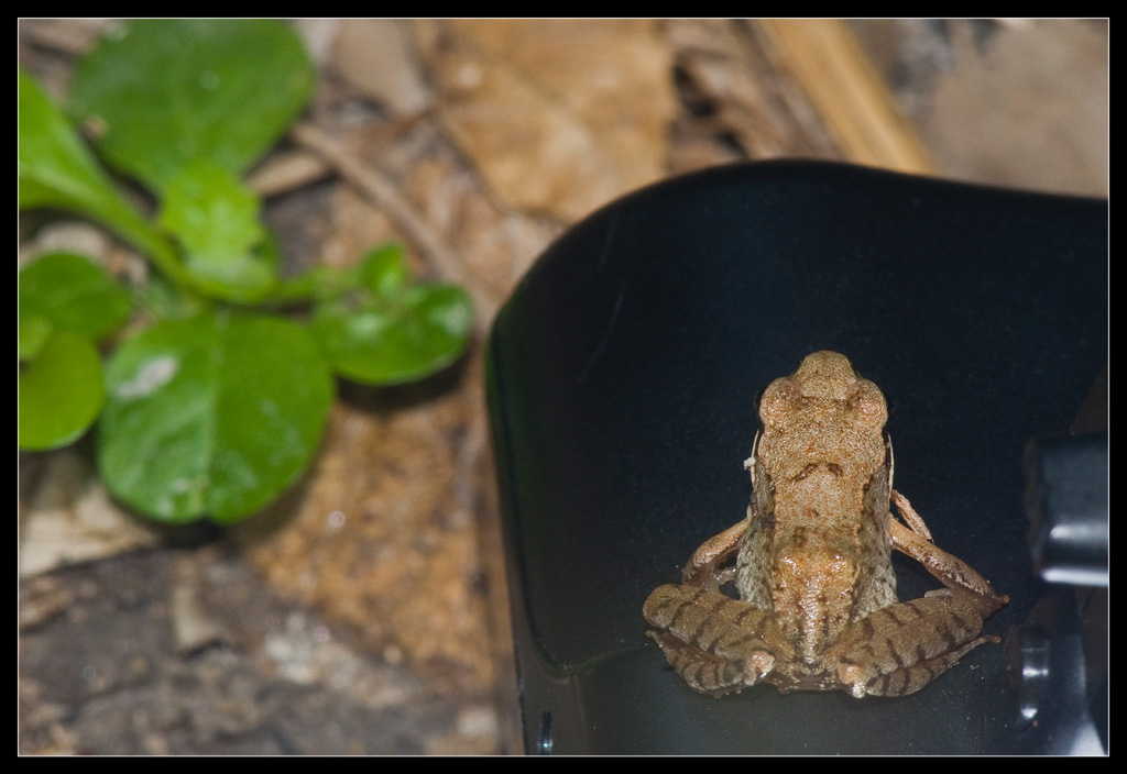 Rana dalmatina? - Rana temporaria